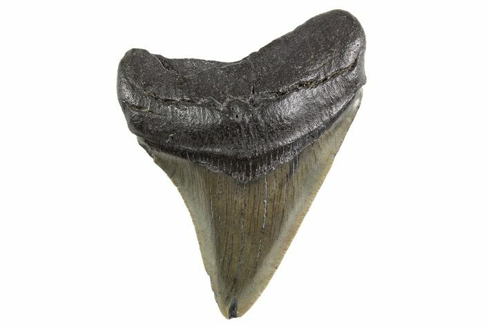 Juvenile Megalodon Tooth - South Carolina #325212
